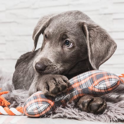 Arden Grange Large Breed Junior Puppy Pellet Dog Food, Chicken Flavor, 2 Kg, 1 Count